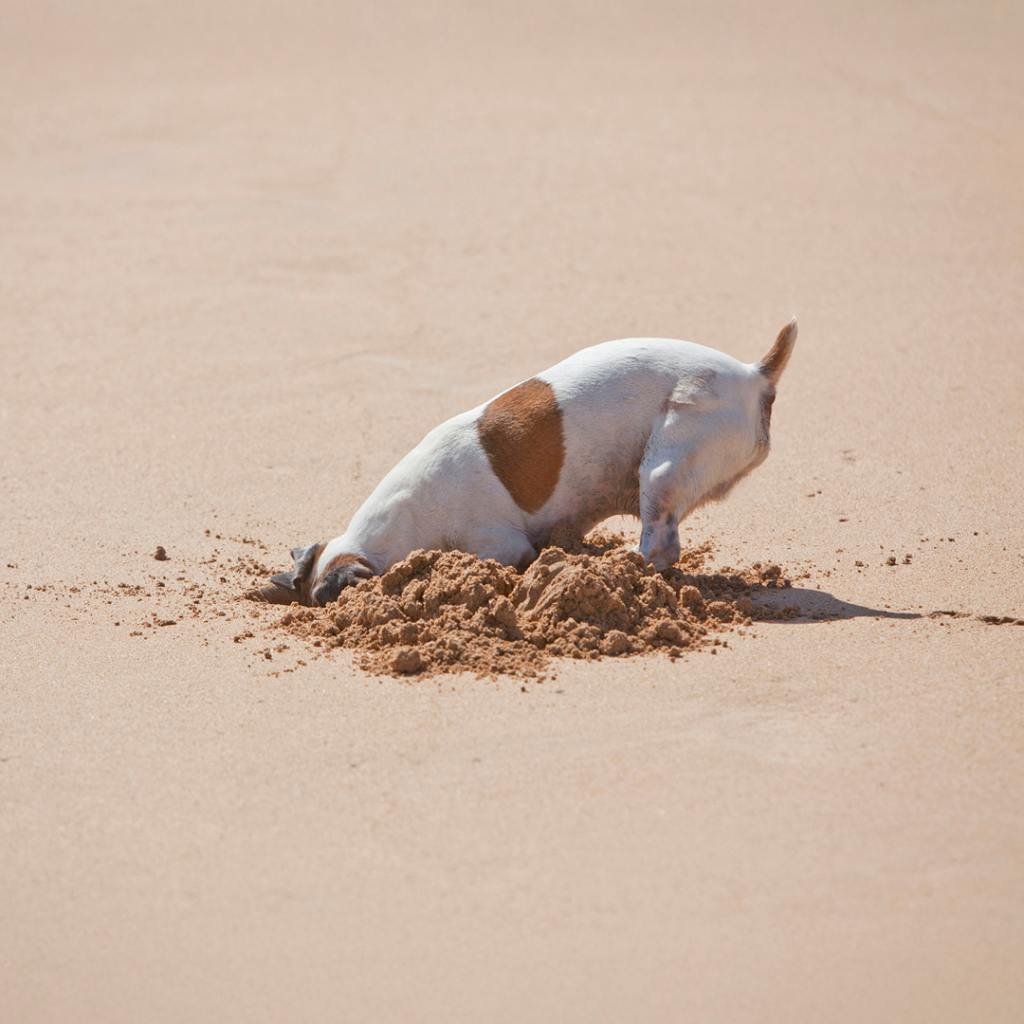 Small dog digging a hole in the sand symbolising a rent roll buyer digging into the details.